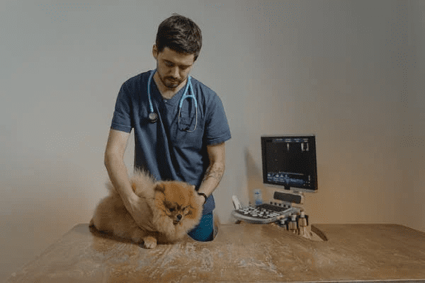 Top 10 Best pre-Vet Schools in the US