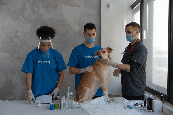 Top 10 Best pre-Vet Schools in the US