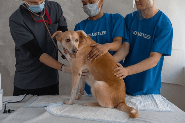 Top 10 Best pre-Vet Schools in the US