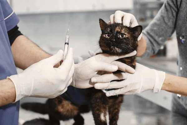 Top 10 Best pre-Vet Schools in the US