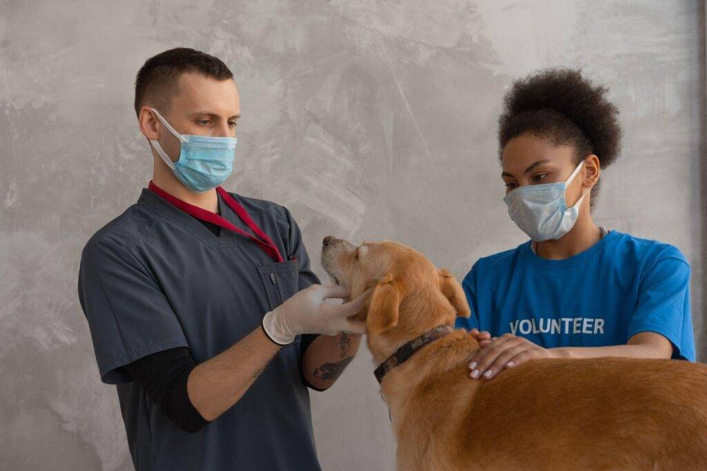 How to get into Vet School? -Myths about Veterinarian Schooling
